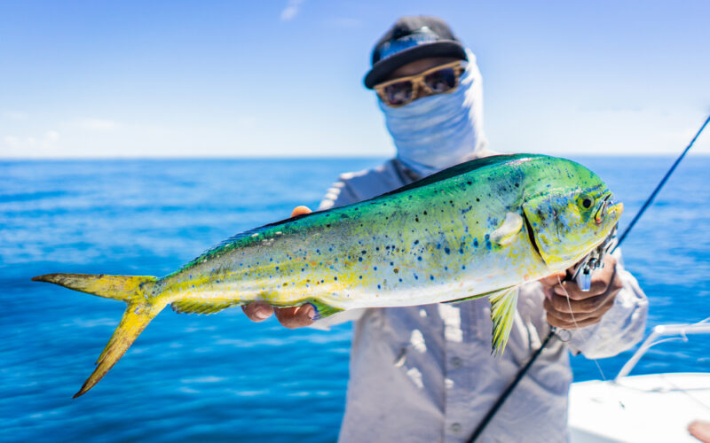 Angler,Is,Happy,With,The,Mahi-mahi,On,The,Blue,Sea.