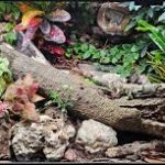 Growing Dairy Cow Isopod Groups Provide Steady Cleanup Support For Reptile Vivariums